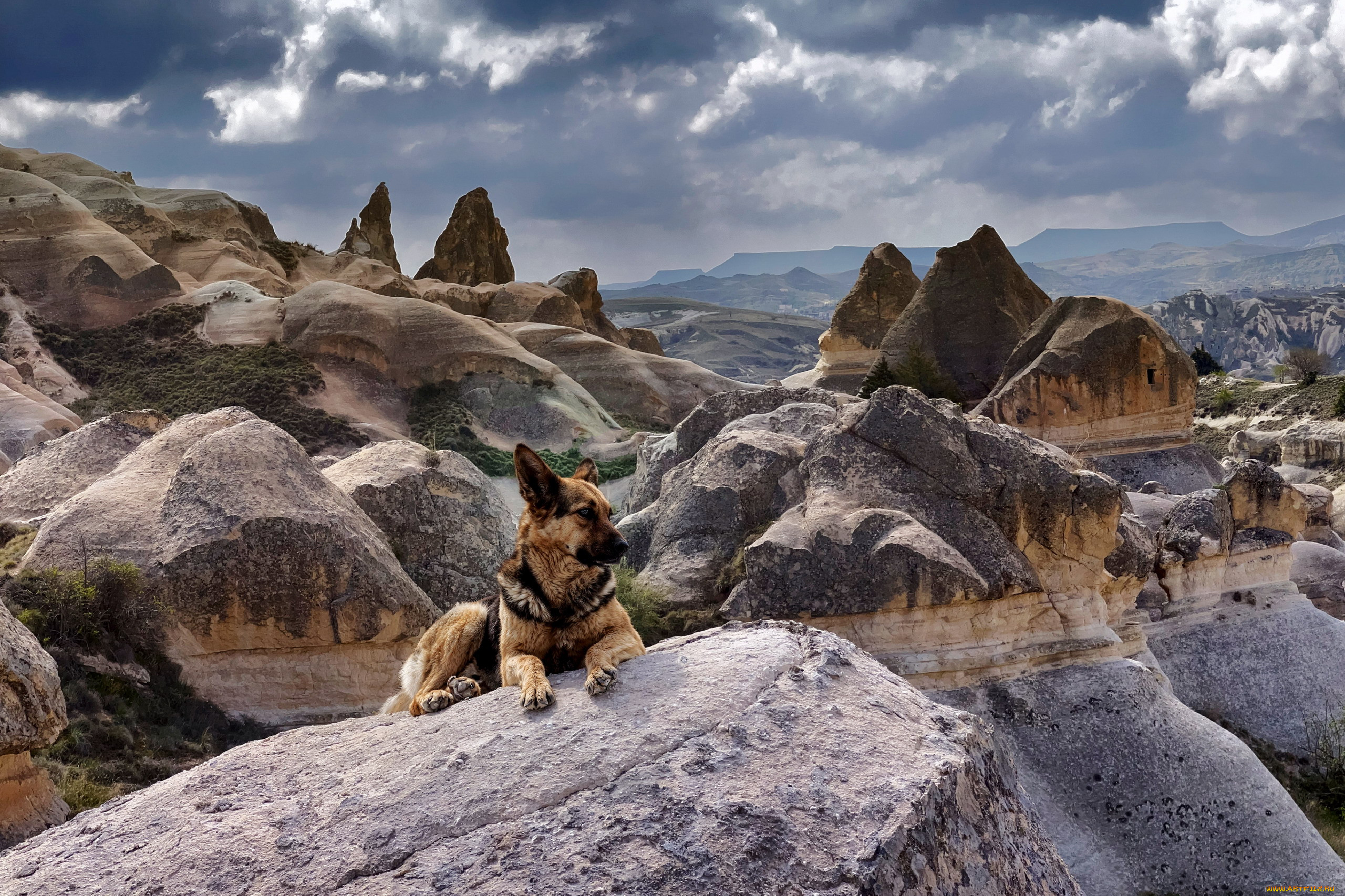 german shepherd, , , german, shepherd